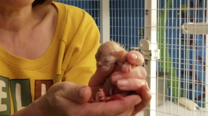 Watch the video about "It's a Girl! It's a Boy! It's a Litter of Burmese Joy!" BurmesePleez Insiders -Episode 2