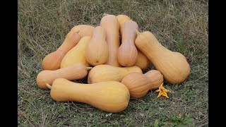 How to Grow Butternut Squash from Start to Finish #gardeninguk #butternutsquash