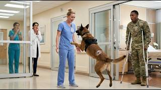 Information She Worked as a Quiet Nurse for Years — Then a Military Dog Recognized Her Guide