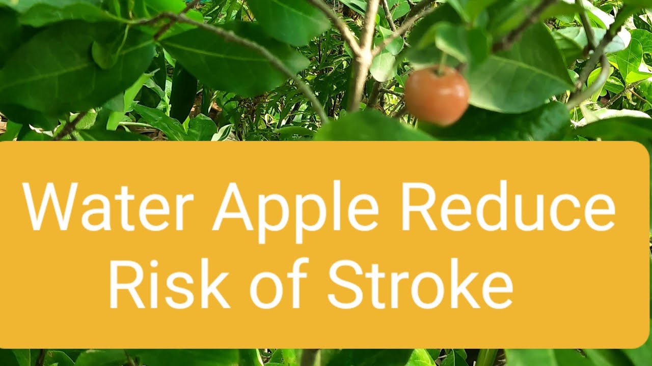 Water Apple (Syzygium aqueum) Health Benefits YouTube