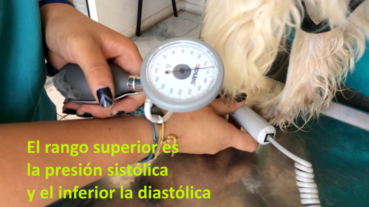 Presión arterial en perro