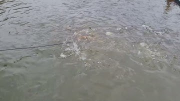 Mô hình nuôi rô phi hoang dế qua đông | Thủy sản Hùng Tiến