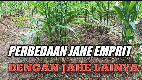 Perbedaan Jahe Emprit Dengan Jahe Lainya