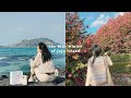 🌺「暖冬」the blue winter of jeju island 제주도 의 푸른 겨울