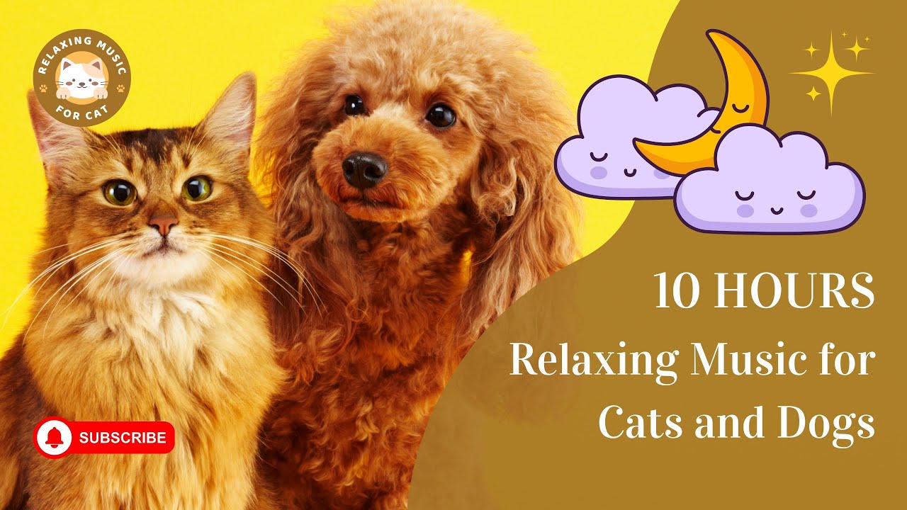 Relaxing Music for Cats and Dogs 10 Hours 🎵 Relaxing Music for Cat