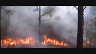 10 year old longleaf burn 2013