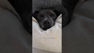 Like Magic ✨😂 (How To Summon A Staffy)