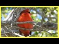 Northern Cardinal Singing Song Call. Cardenal norteño cantando canto. (Cardinalis cardinalis)
