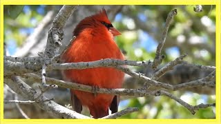 Northern Cardinal Singing Song Call. Cardenal norteño cantando canto. (Cardinalis cardinalis)