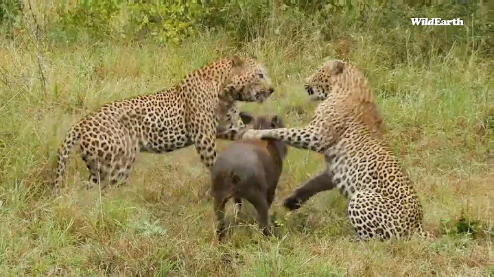 2 Leopards fight over a Warthog that almost escaped! #wildearth
