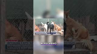 Вишневе: Собаки вбивають, екологічна катастрофа. Більше новин за посиланням в описі профіля