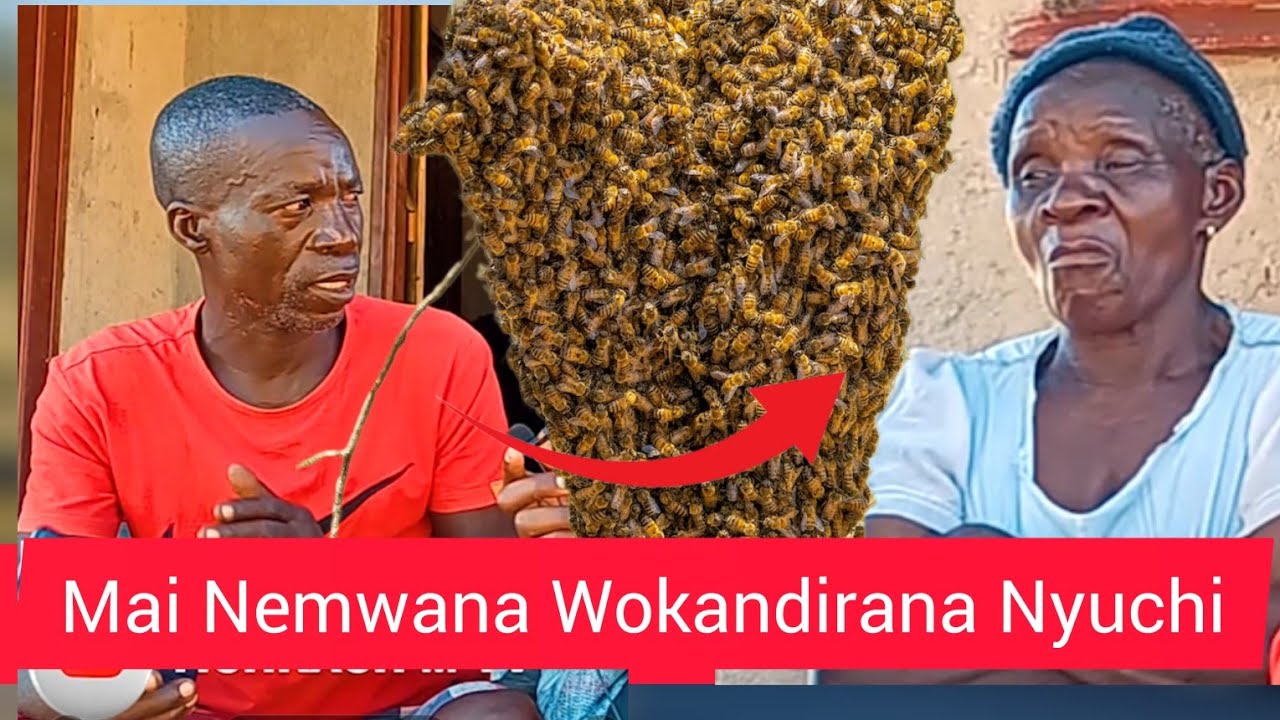 Mai Nemwana Wokandirana Nyuchi Kwachiyadzwa