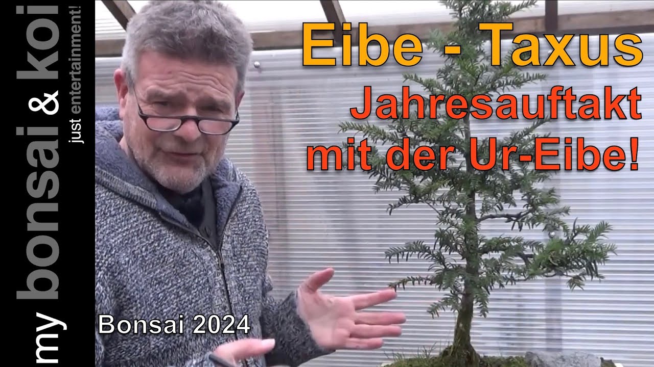 Bonsai 2024-1 - Eibe - Taxus - mit der Ur-Eibe ins neue Bonsaijahr!