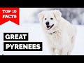 Great Pyrenees - Top 10 Facts の動画、YouTube動画。