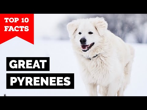 Video: Great Pyrenees Dog Breed Hypoallergenic, Health And Life Span