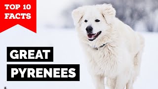 Great Pyrenees - Top 10 Facts screenshot 5