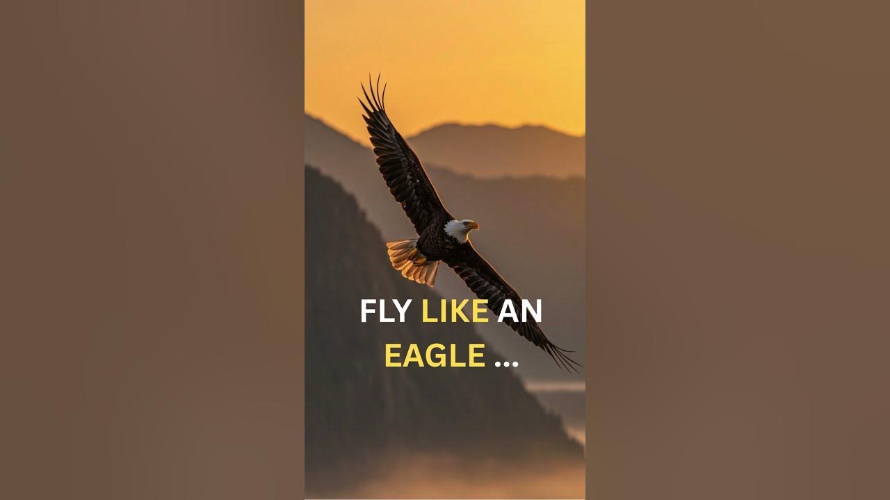 "Fly like an eagle...🦅🦅: focused, fearless,and free.."#motivation #eagles #youtube shorts #youth ,🦅
