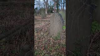 St mary's churchyard wosborough, barnsley (introduction)