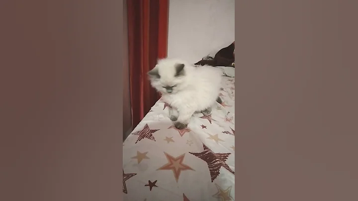 Watch the video about Himalayan male kitten 🐈 sell