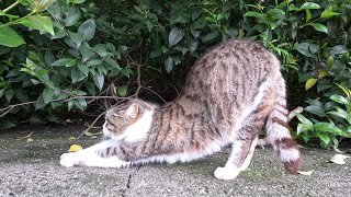 Street cat / Уличный котик