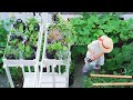 【プランター菜園】ベンチの屋根に植物をのせたら｜好みの長さでお手軽な夏野菜の支柱立て
