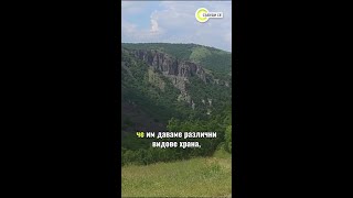 Училище за лешояди: Къде у нас се учи да оцелява застрашеният вид #novaofficial #лешояд #българия