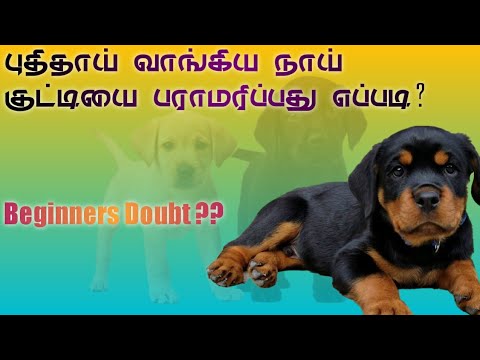 புதிதாக வாங்கிய நாய் குட்டியை பராமரிப்பது எப்படி ? | How To care puppy