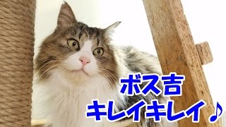 保護猫ボス吉、シャンプータオルでキレイキレイ♪　Boss Cat Cleaned with Shampoo Towel.