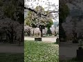 Cherry blossom season is a big occasion in Japan. #shorts #japan