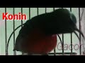 Konin Kolibri Ninja Gacor Full Isian Mewah Cocok Buat Masteran Mp3 - Mp4 Download