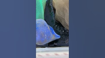 Mô hình nuôi ốc đắng ( ốc gạo ) chuẩn bị triển khai, đang lựa chọn ốc gạo nuôi riêng #shortvideo