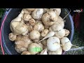 Jerora forest school organic farming program