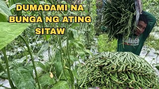 Download Lagu IKALAWANG HARVEST NG SITAW NAKAJACKPOT 5O kilos PINAKYAW NA LAHAT MP3