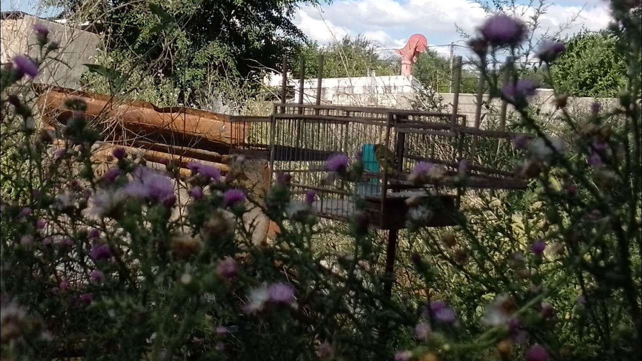 Primeros pichones de cabe y una captura INESPERADA!