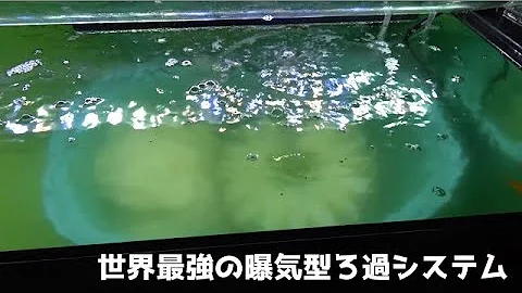 水槽 バクテリア 増やし方