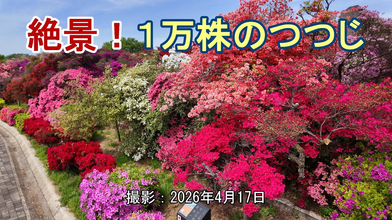 絶景！1万株のつつじ [4K] A spectacular sight! 10,000 azalea