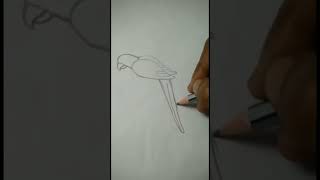 parrot drawing#short video parrot picture#short video