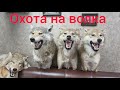 охота на волка ( добыли волчицу с голубыми глазами )