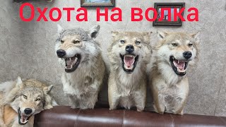 охота на волка ( добыли волчицу с голубыми глазами )