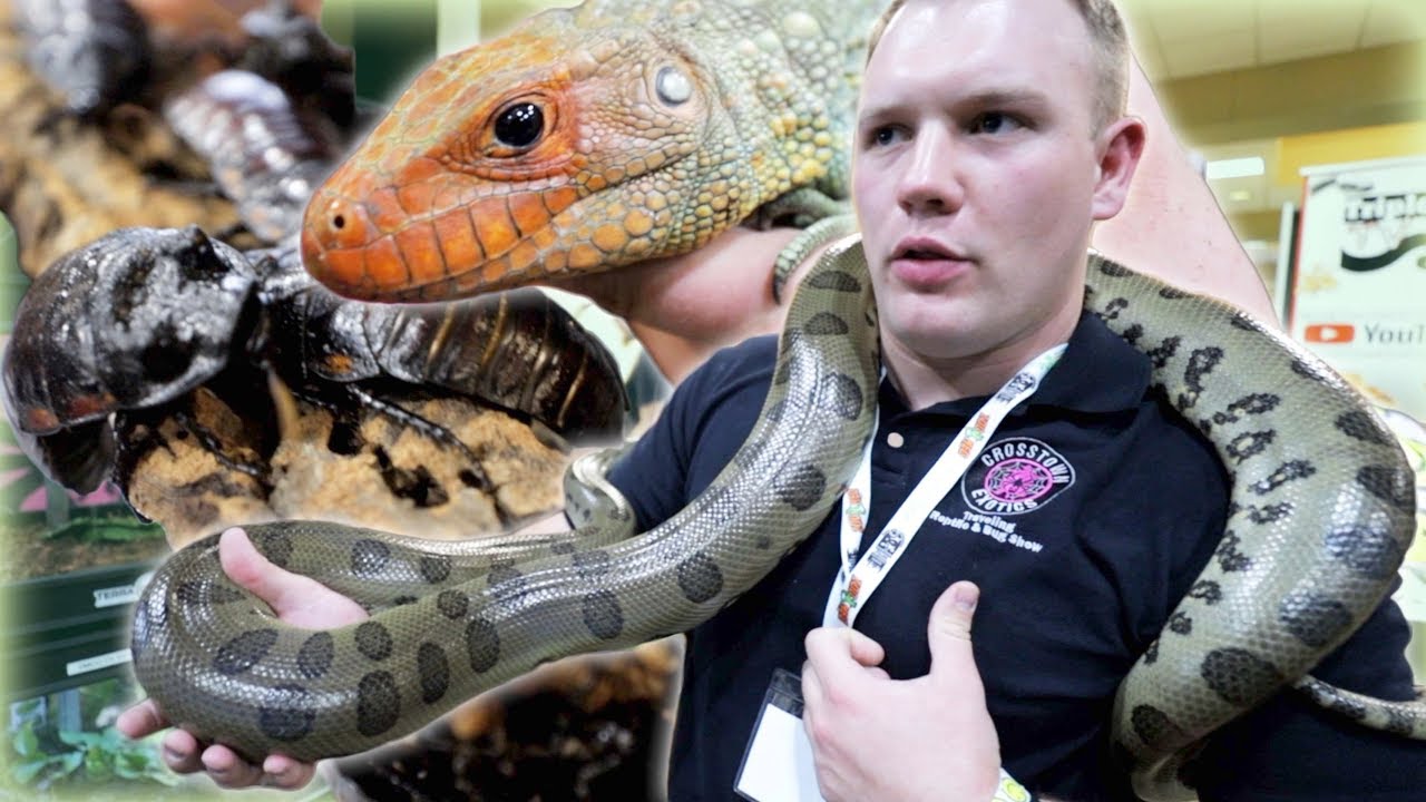 Crazy Cool Animals at the Tinley Park Reptile Show YouTube