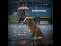 Dishahin chokhe khuje jai|Save our street dog|ARUP KUMAR MONDAL Mp3 Song