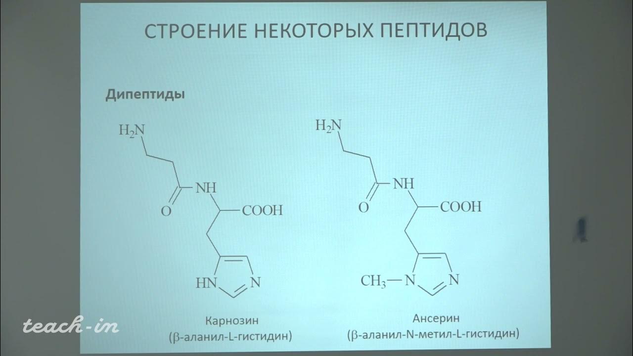 Механизм действия карбоксипептидазы. Peptide p3 функции. Полипептиды в растениях. Схему активации пептидгидролазы. Пептид 4.