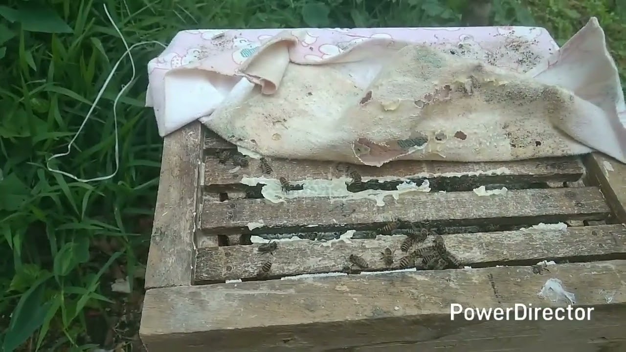 Khuai bawm sial😁khuai pawn an mil tawk hle.