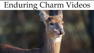 The Best Deer-Proofing For Your Garden by Enduring Charm LLC 547 views 1 year ago 8 minutes