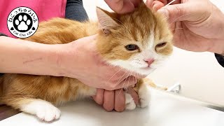 【English subtitles】Second  hospital ,the kitten is so nervous that he can't walk