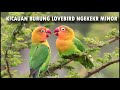 Kicauan Burung Lovebird Konslet Ngekek Minor Cocok Untuk Masteran Suara Minor Mp3 - Mp4 Download