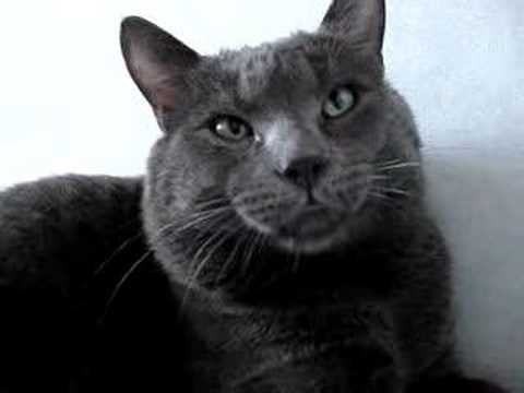 cat that can t