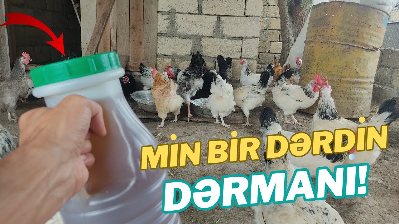 Toyuqlarınız tez-tez xəstələnir? Artıq buna SON!