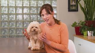 Travelling to Warrnambool with a dog, dog health and training tips | S4 Full Ep3 | Pooches at Play