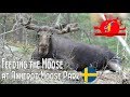 FEEDING THE MOOSE at Anneröd Moose Park, Sweden